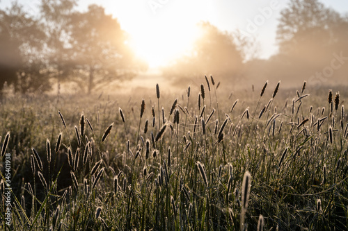 Sun is rising over a meadow with high grass on a cold spring day 