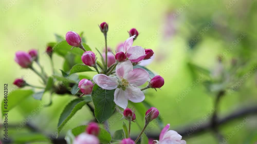 4k movie of apple flowers blooming an moving in the wind. 4k movie of apple flowers blooming an moving in the wind.