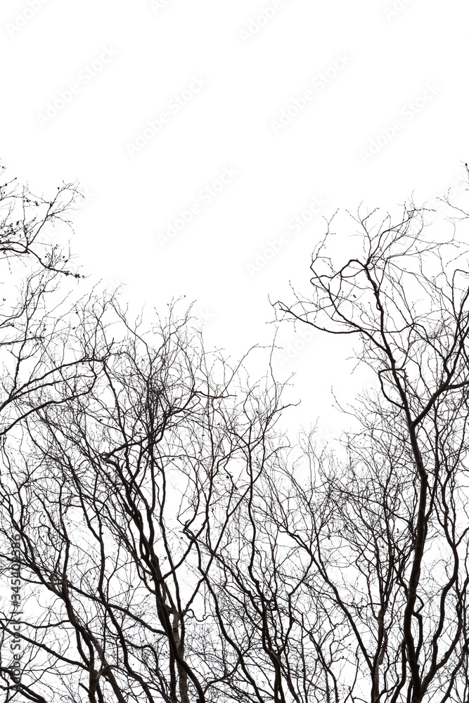 Silhouette of leafless trees and branches, isolated on white background. Silhouette of leafless trees and branches, isolated on white background.