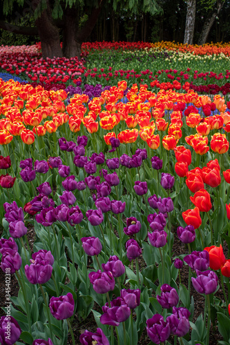 purple and orange tulips