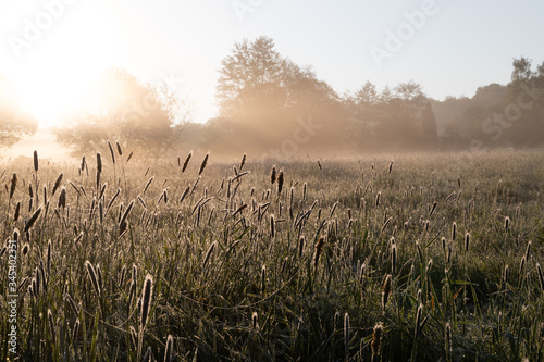 Sunset with morning fog in the meadow 
