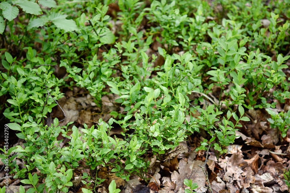green blueberry plant in the garden green blueberry plant in the garden