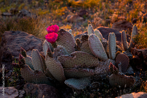 Cacti Flowers