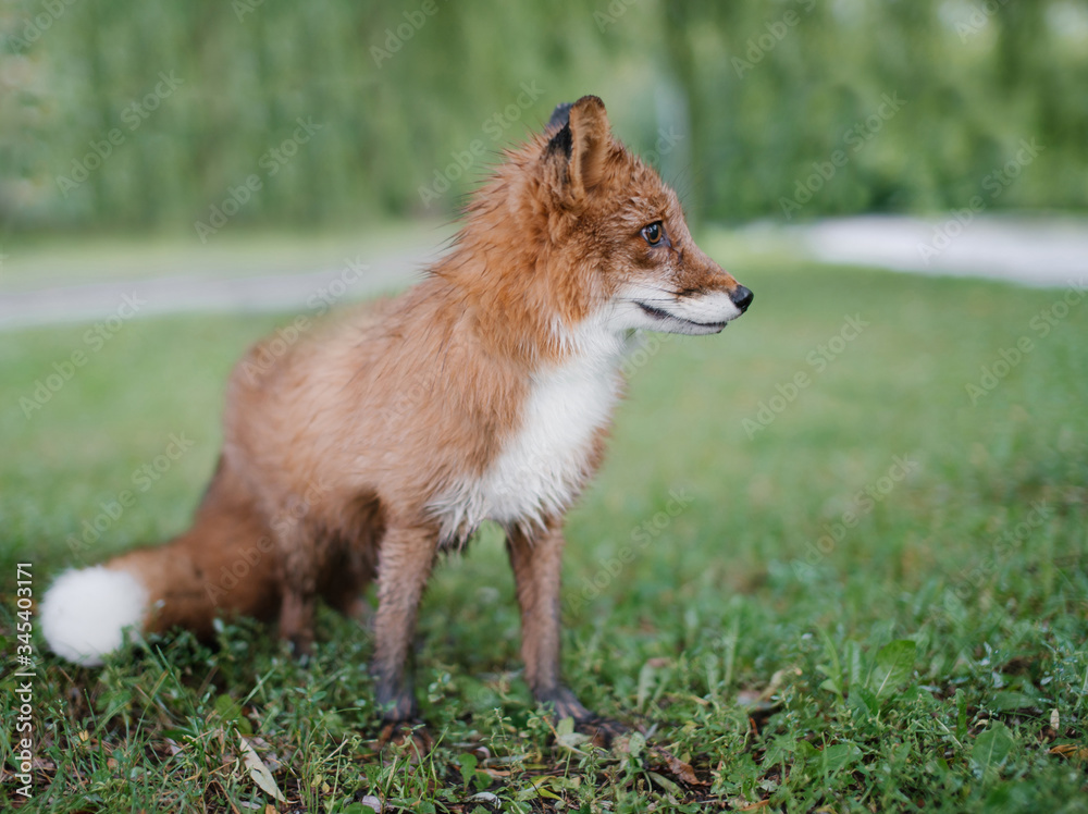 red fox vulpes red fox vulpes