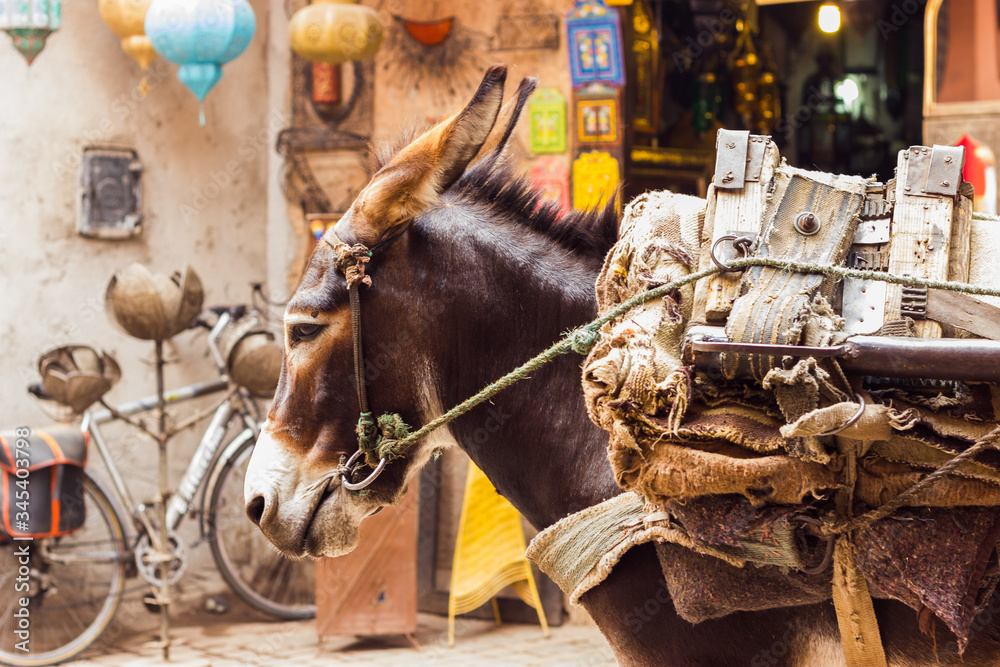 Mule tired up in Marrakesh