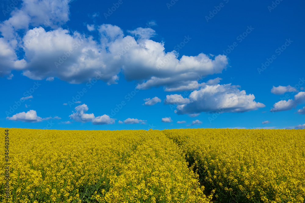 Rape flower field against blue sky with nice cloudscape and a rut in the land. Spring landscape, vivid blue and yellow colors for backgrounds