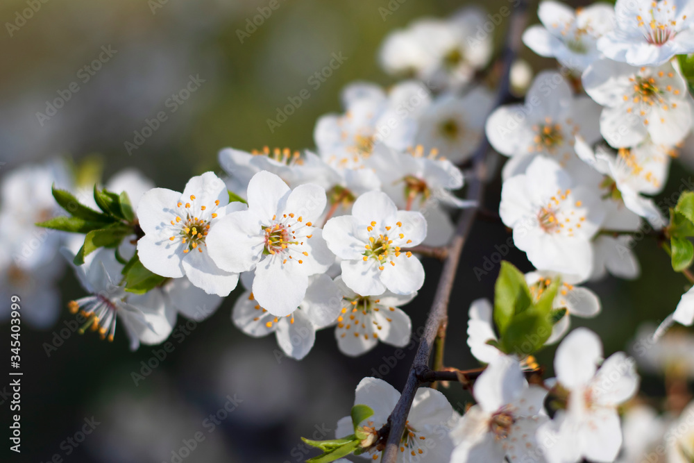 A branch of a pear with open white flowers is shot in close-up against a background of blurred greens. Inspirational spring photo for your design.