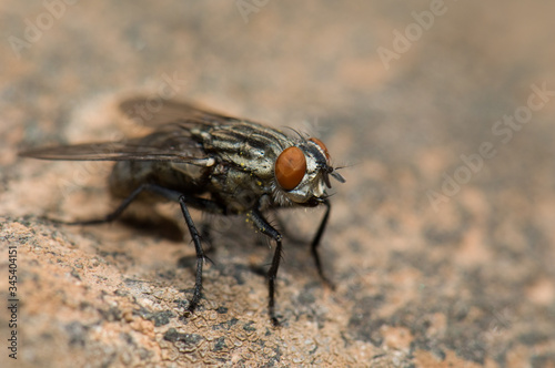 Common flesh fly (Sarcophaga carnaria). Las Brujas Mountain. Integral Natural Reserve of Inagua. Tejeda. Gran Canaria. Canary Islands. Spain.