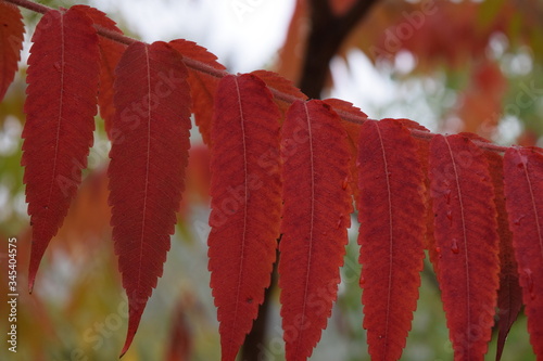 Podłużne liście nabierające jesiennych kolorów photo