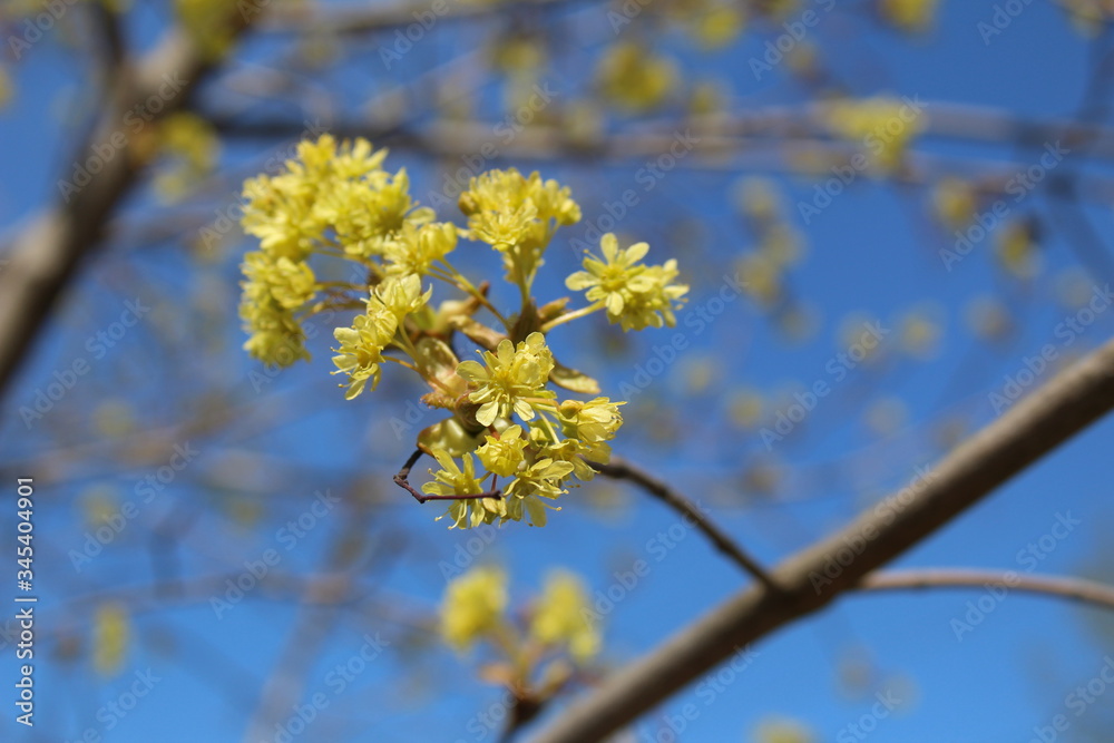 budding buds and flowers on the branches of a Linden tree against the blue sky budding buds and flowers on the branches of a Linden tree against the blue sky