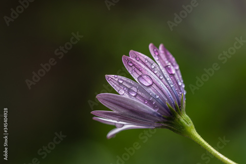 Drops of water on a purple chamomile after rain.  Close-up image of dew drops...