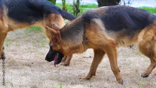 german shepherd dog with a dog