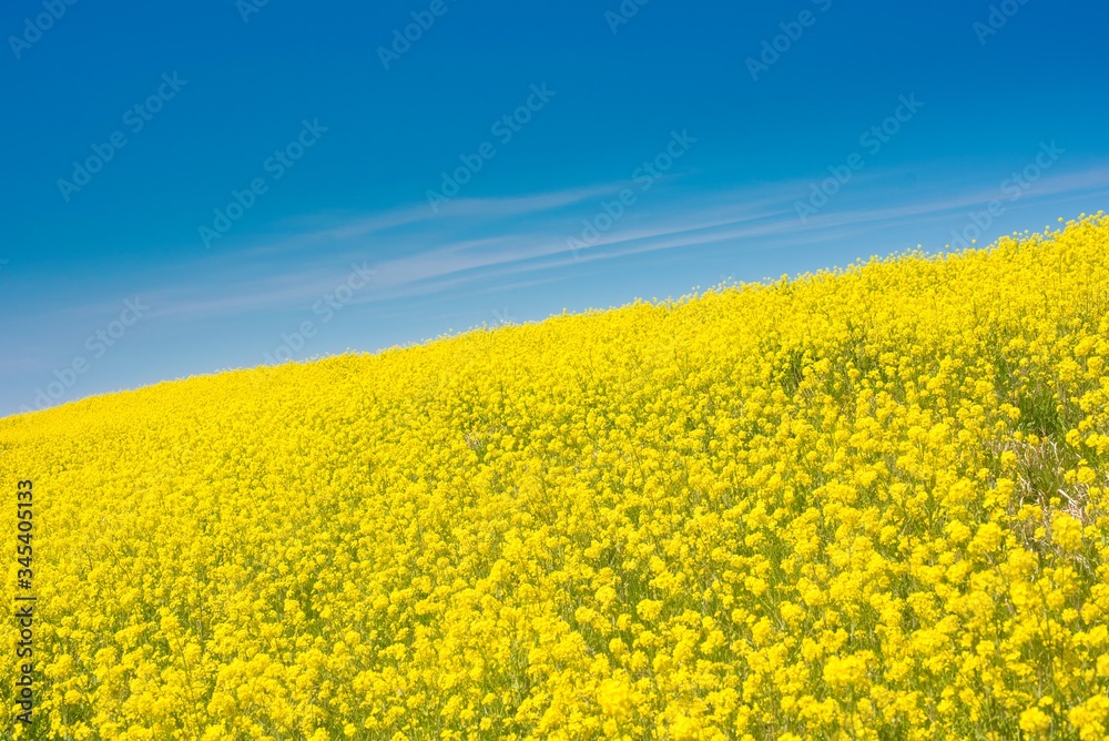 Obraz premium Field of Canola Flowers