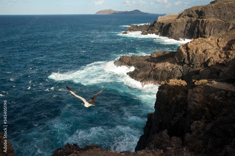 Juvenile Cory's shearwater (Calonectris borealis) taking flight. North of Gran Canaria. Canary Islands. Spain.