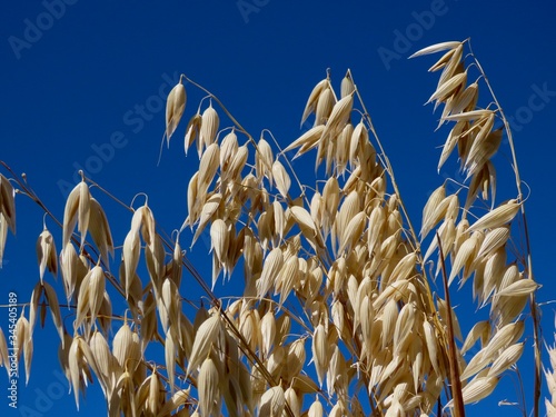 Ripe oats, blue sky