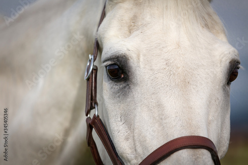 Auge eines weißen Pferdes
