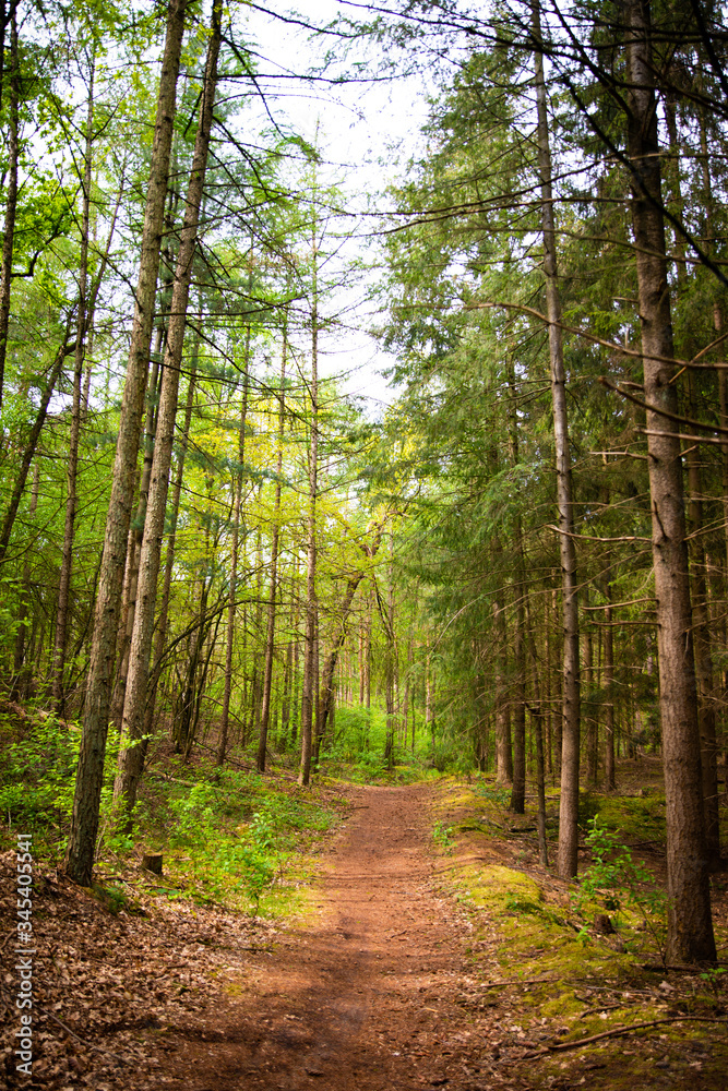 Obraz premium Waldweg mit hohen Tannen