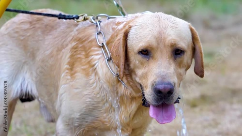 golden retriever portrait