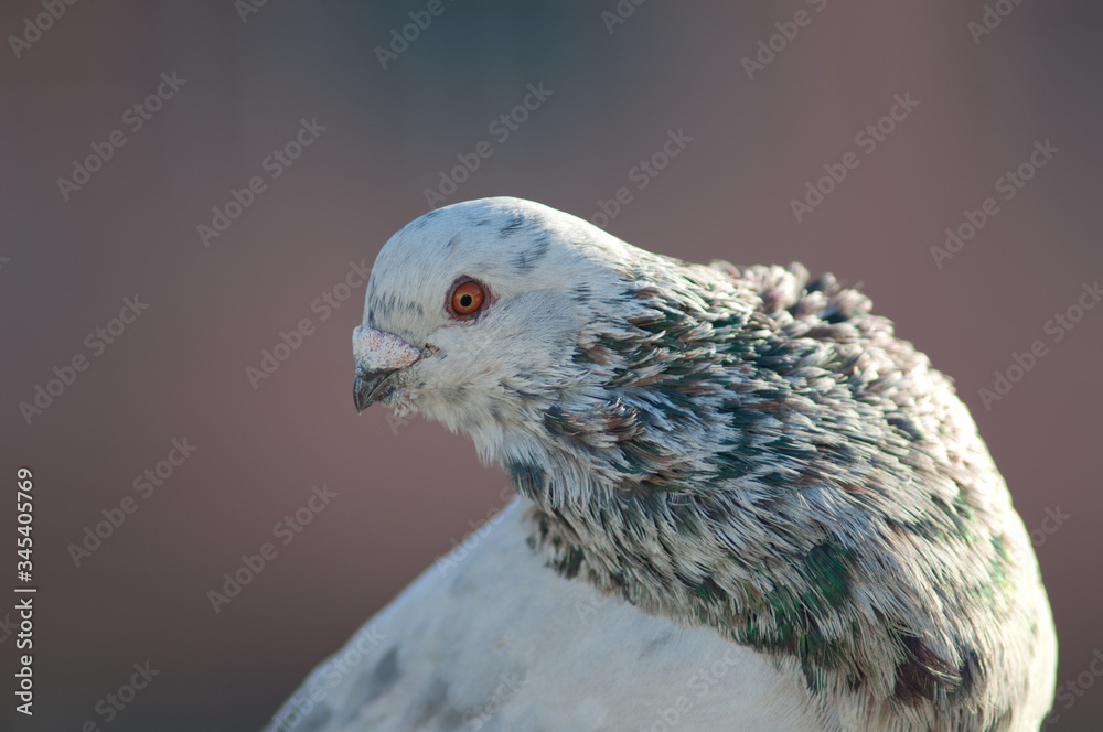 Male domestic pigeon (Columba livia domestica). Schamann. Las Palmas de Gran Canaria. Gran Canaria. Canary Islands. Spain.