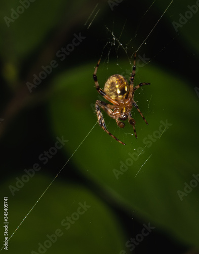 A furrow orbweaver spider in its web over a blurred plant