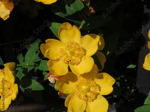 Goldencup or St. Johns wort photo