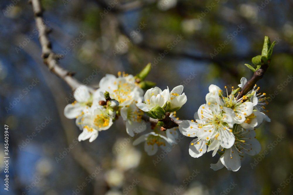 Blooming apple tree, spring