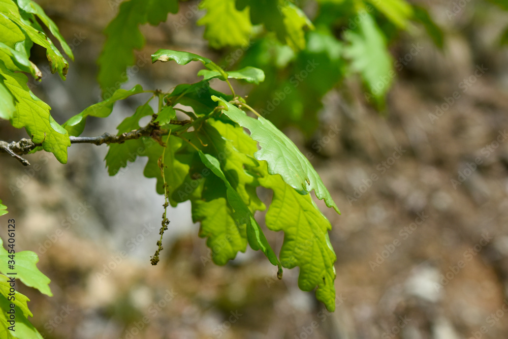 Fototapeta premium Springtime oak trees. Green spring oak leaves.
