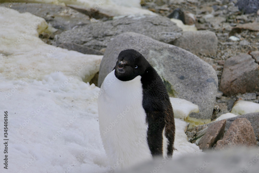Obraz premium Adelie penguin in Antarctica sitting on snow, Antarctica