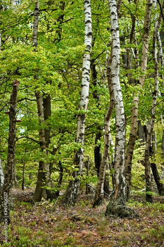 Fototapeta Naklejka Na Ścianę i Meble -  Springtime, new and fresh green leaves of birch trees