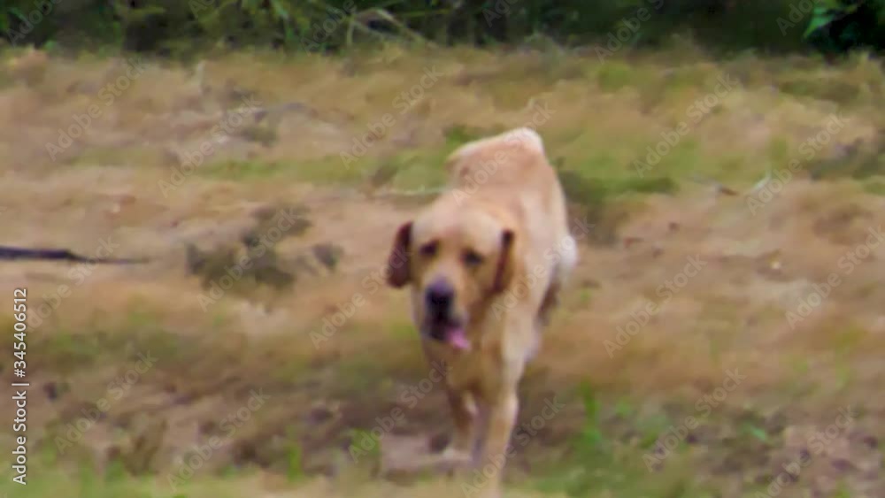 golden retriever dog slow motion golden retriever dog slow motion