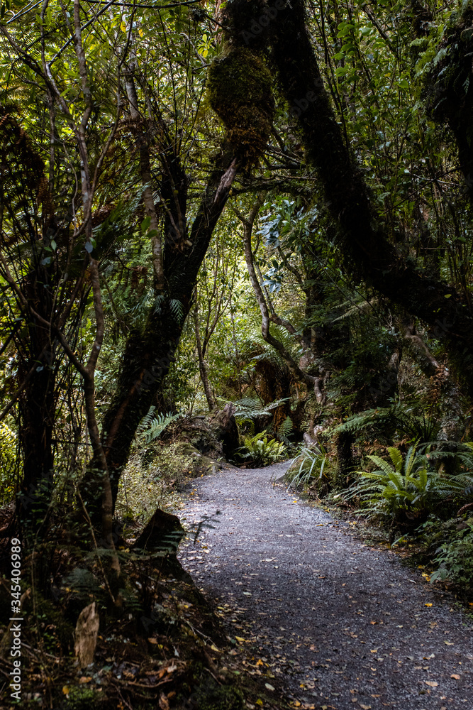 path in the forest