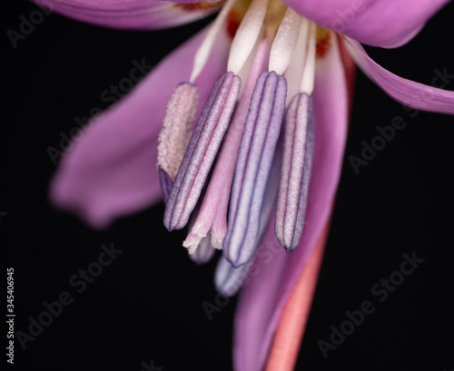 Macro detail of a flower with reproductive system, carpel and stamen