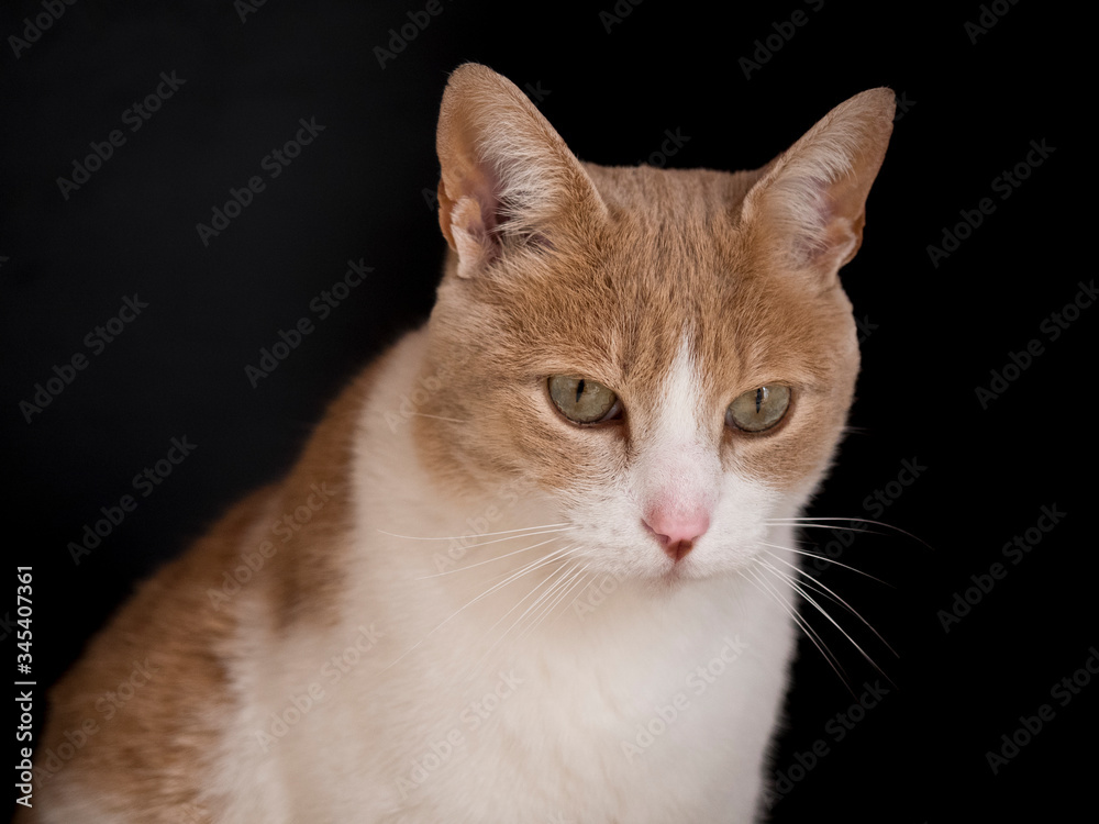Obraz premium GATO AMARILLO Y BLANCO SOBRE FONDO NEGRO