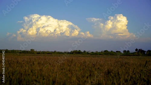 field of wheat and cloudy sky