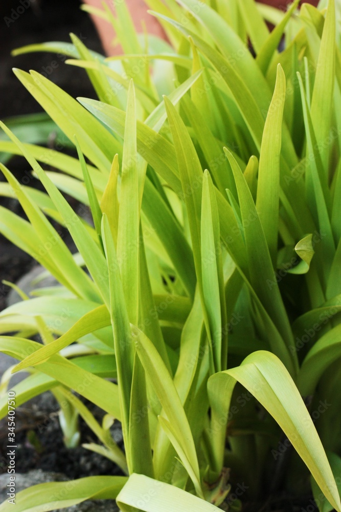 Fototapeta premium Beautiful green plant in the garden view