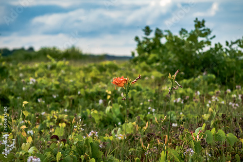 A solitary orange flower across the meadow by the beach trail next to Lake Michigan. photo