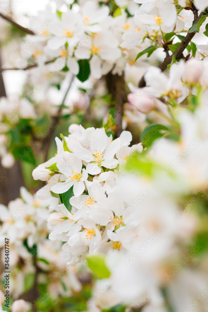 Blooming apple tree branches in spring garden. Close up for white apple flower buds on a branch. Springtime concept, floral background