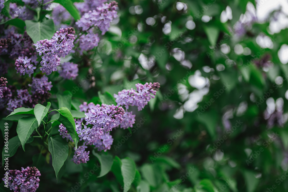 Branch of blossoming lilac in a spring garden. Branch of blossoming lilac in a spring garden.