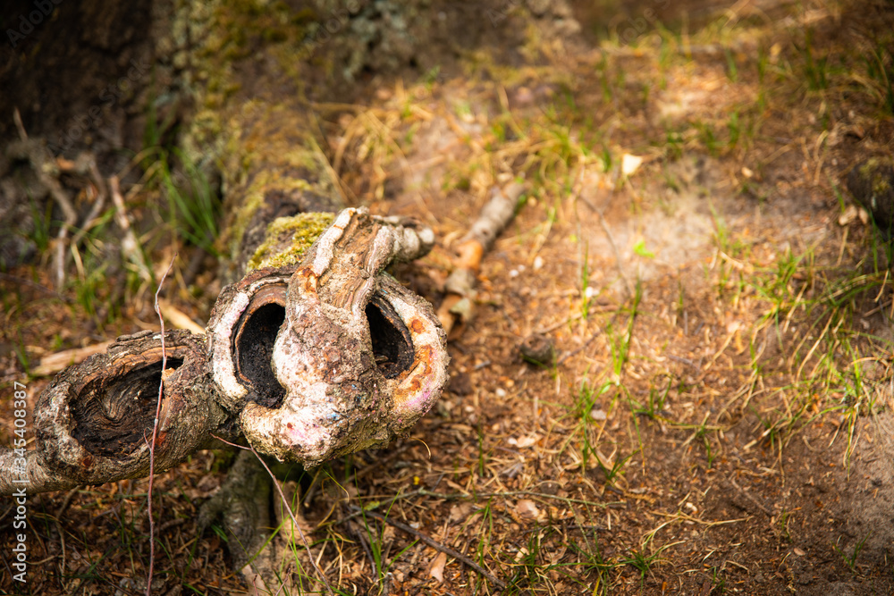 Fototapeta premium Baumstamm Rössel