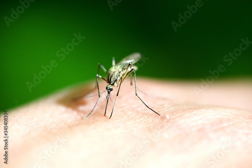 Moustique sur peau humain - sang piqure insecte