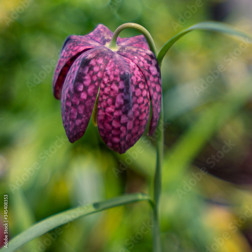 Spring Flowers