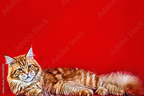 Beautiful big red and white maine coon cat on red background in studio.