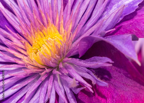 Spring Flowers