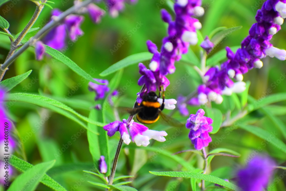 INSECT
VIDA SILVESTRE INSECT
VIDA SILVESTRE