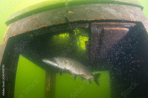 Northern Pike in a lake in Germany