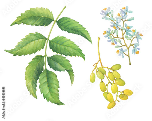 Tableau sur toile Set of the neem tree branches with green leaves, flowers and fruits (Azadirachta indica, nimtree or Indian lilac)