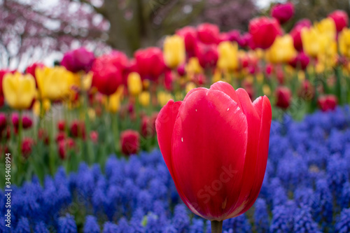 red tulips