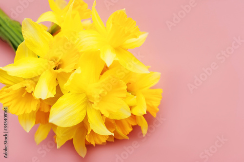 bouquet of yellow nartsys on a pink background photo