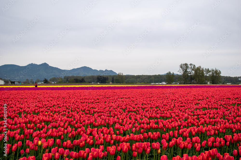 Fototapeta premium red tulips