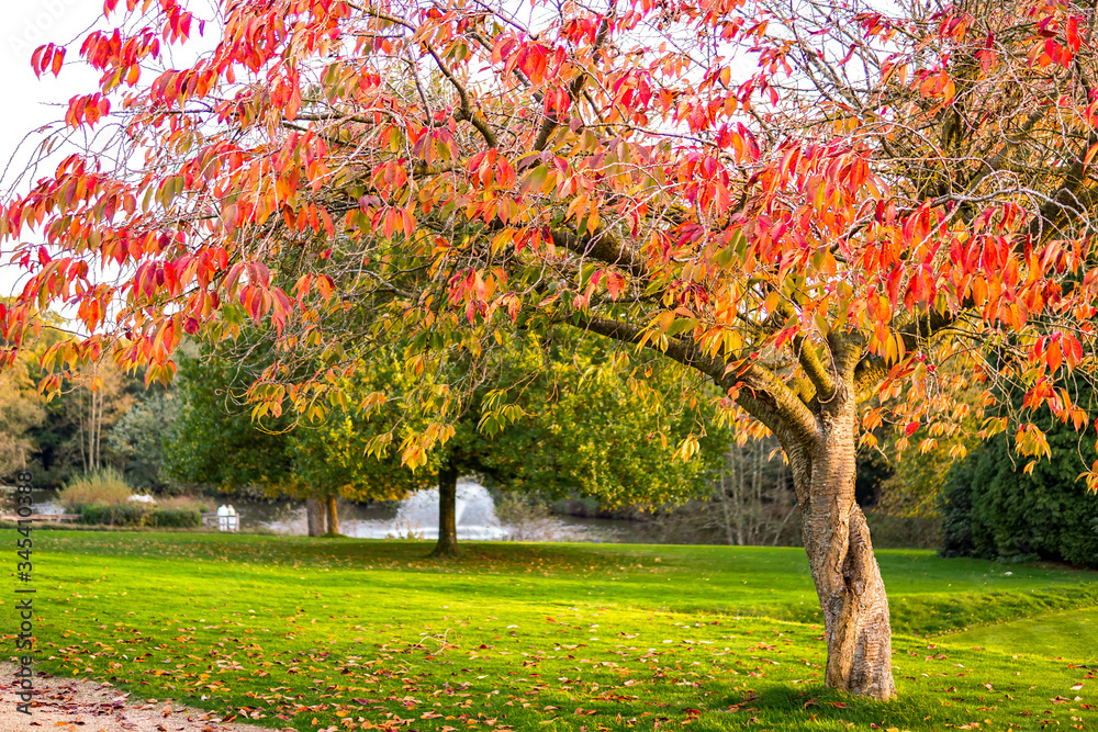 Naklejka premium Autumn Tree in UK